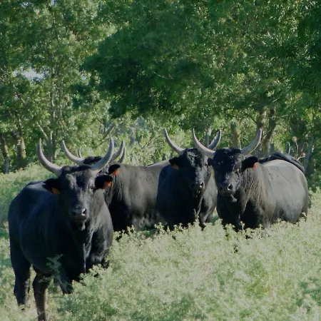 Le Clos De Camargue Hotel